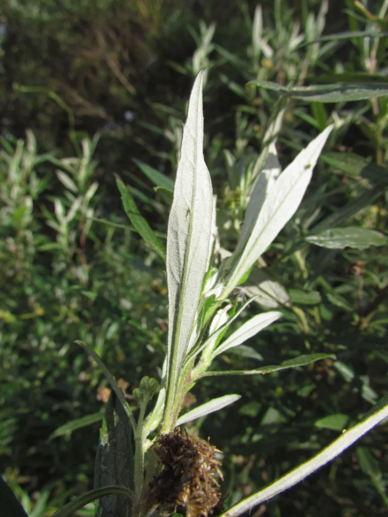 Baccharis montana (28)