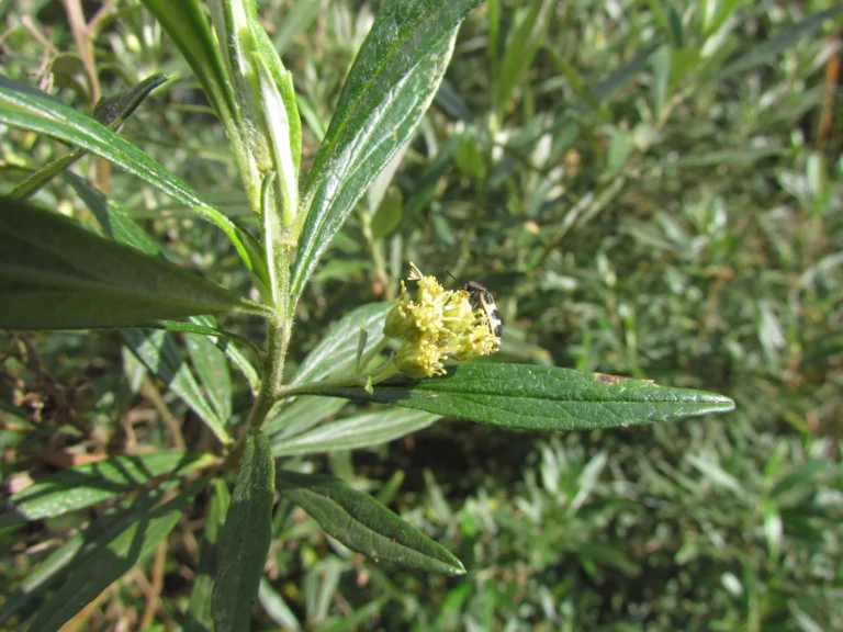 Baccharis montana (24)