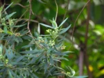 Baccharis montana (21)