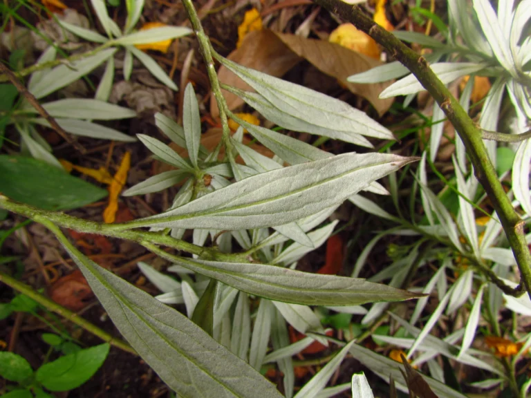 Baccharis montana (15)