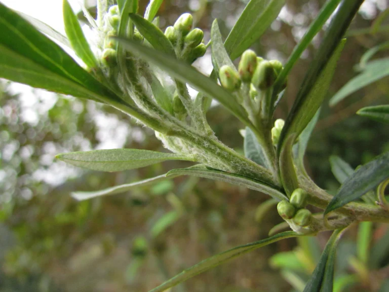 Baccharis montana (10)