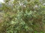 Baccharis montana (3)