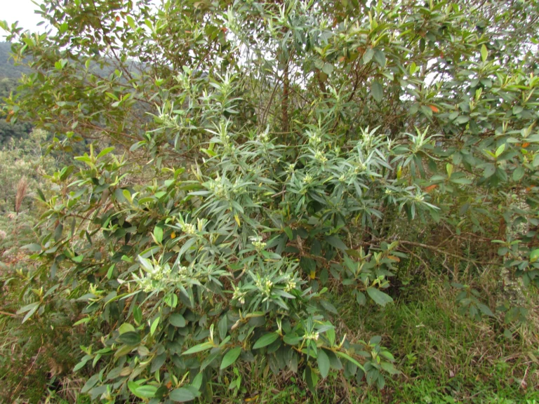 Baccharis montana (3)