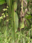 Baccharis milleflora (13)