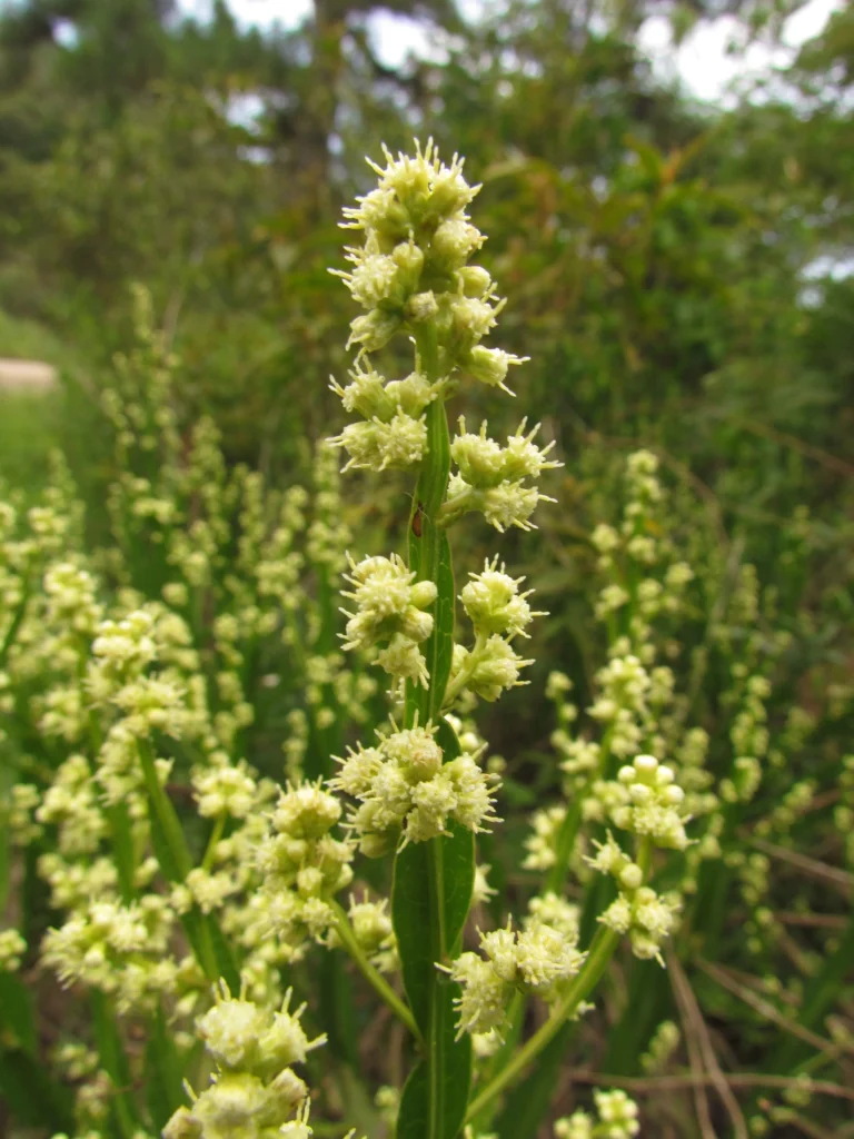 Baccharis milleflora (12)