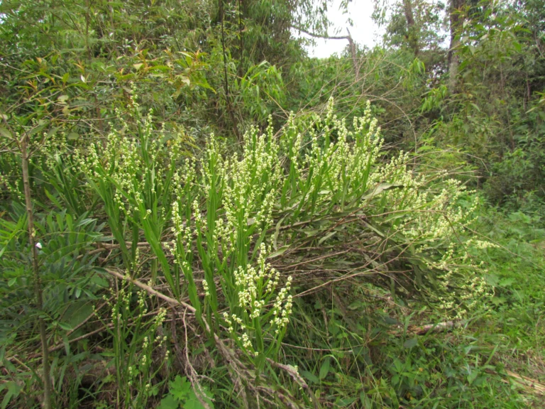 Baccharis milleflora (10)
