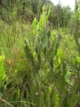 Baccharis milleflora (5)