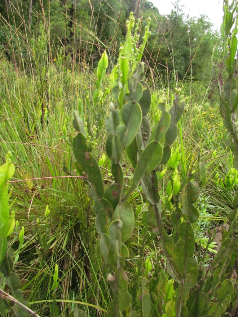 Baccharis milleflora (5)