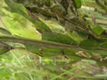 Baccharis milleflora (6)