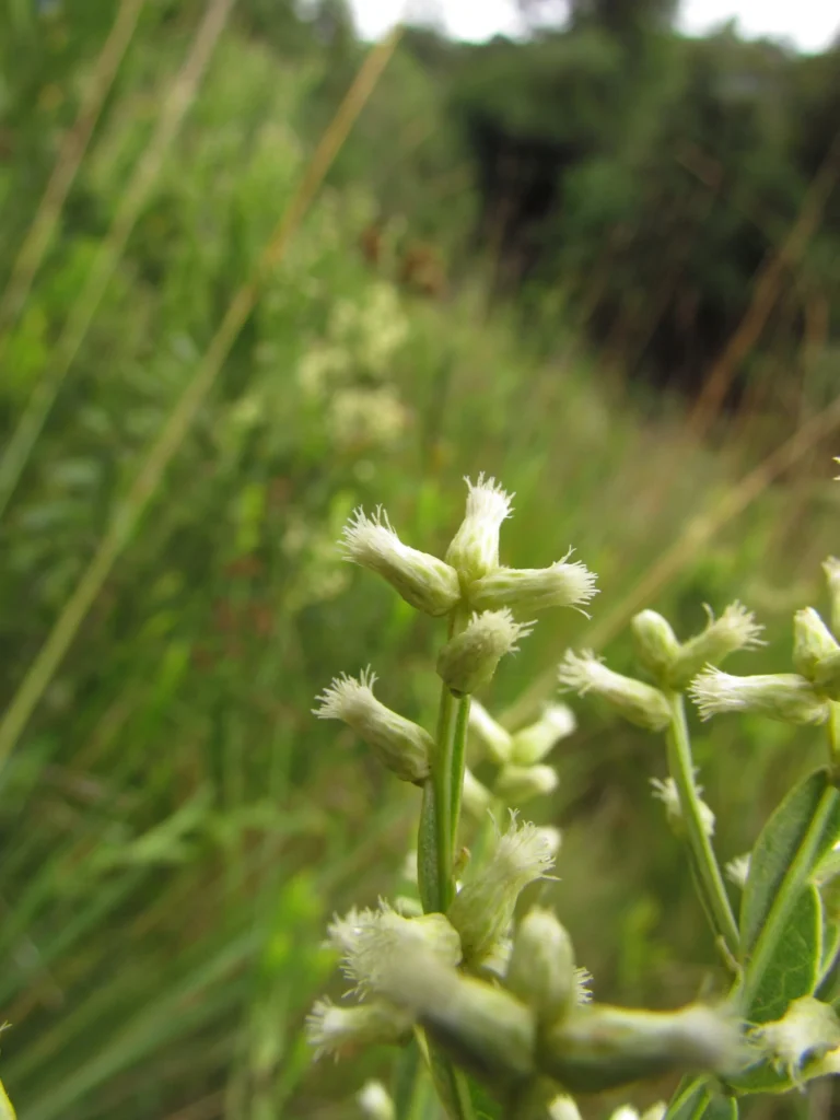 Baccharis milleflora (2)
