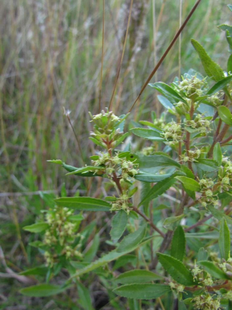 Baccharis microdonta (72)