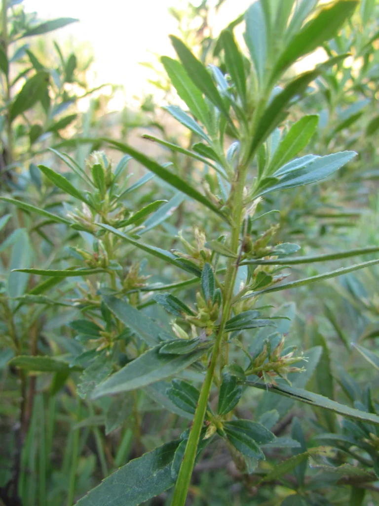 Baccharis microdonta (65)