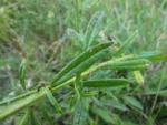 Baccharis megapotamica (27)