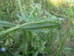Baccharis megapotamica (24)