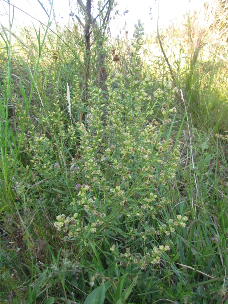 Baccharis megapotamica (21)