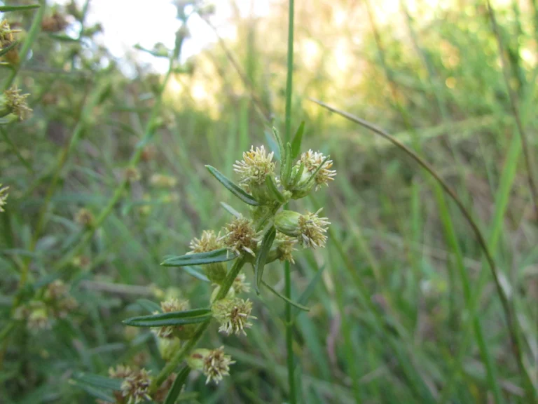 Baccharis megapotamica (20)