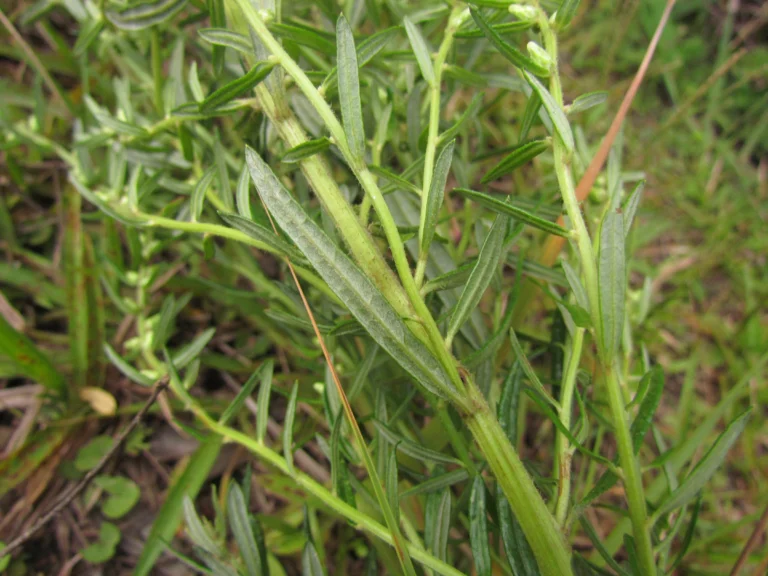 Baccharis megapotamica (14)