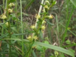 Baccharis megapotamica (12)