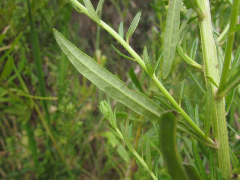 Baccharis megapotamica (9)