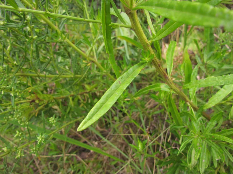 Baccharis megapotamica (5)