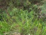 Baccharis megapotamica (1)