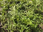 Baccharis maritima (6)