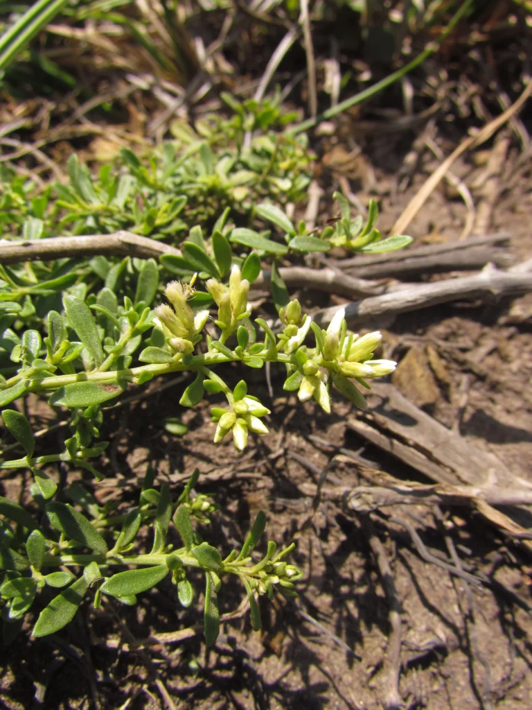 Baccharis maritima (3)