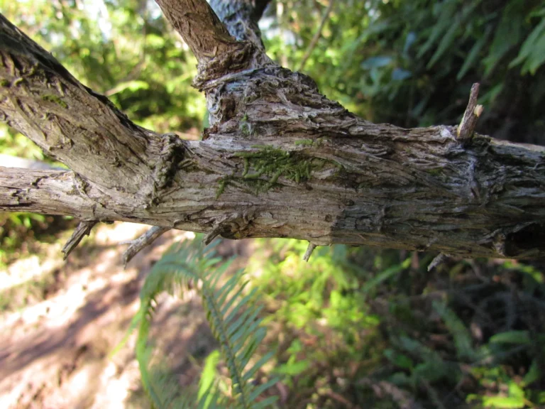 Baccharis malmei (10)