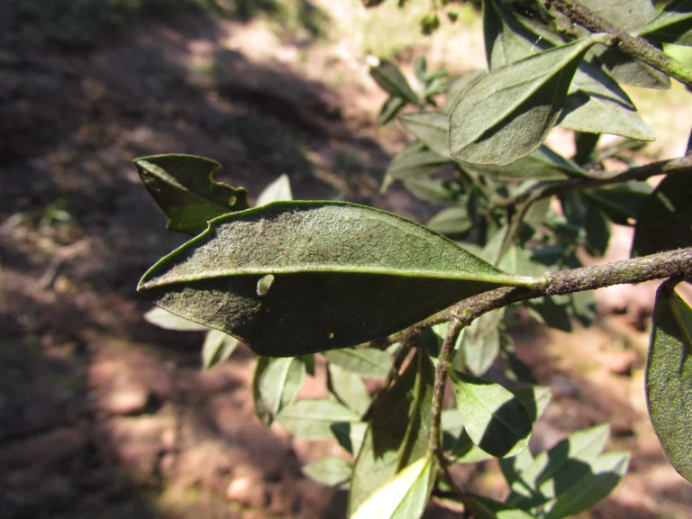 Baccharis malmei (8)