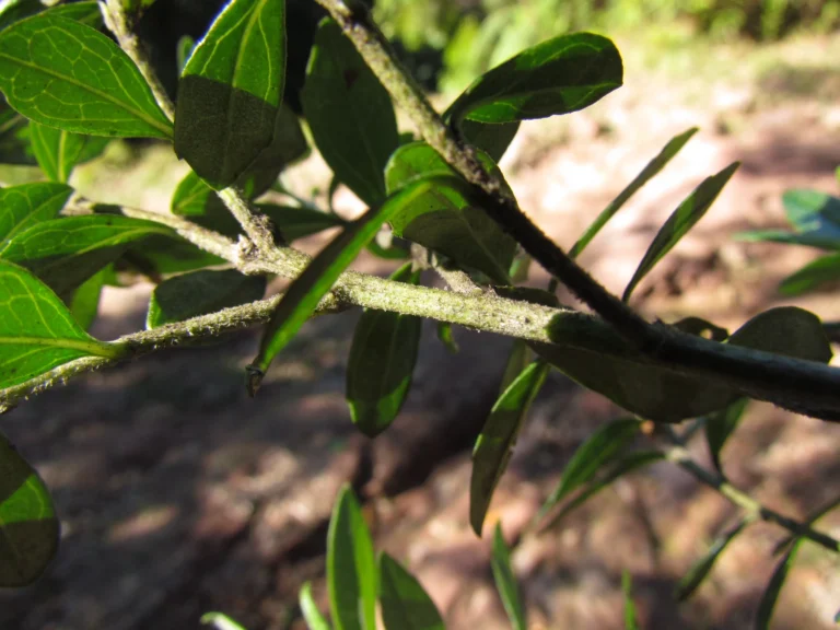 Baccharis malmei (9)