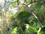 Baccharis malmei (6)