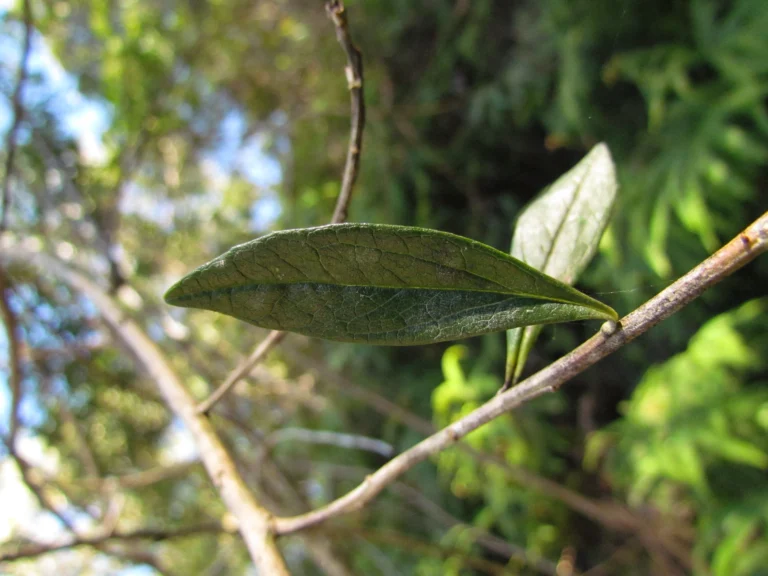 Baccharis malmei (7)