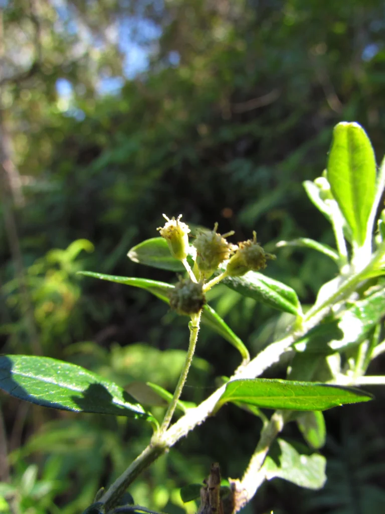 Baccharis malmei (5)