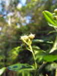 Baccharis malmei (4)