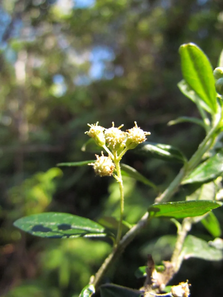 Baccharis malmei (2)