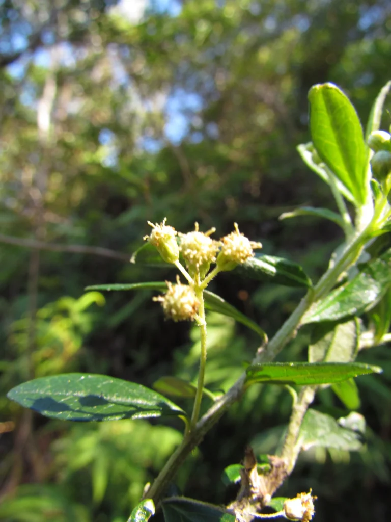 Baccharis malmei (3)