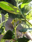 Baccharis malmei (1)