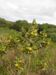 Baccharis lymanii (15)