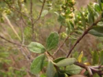 Baccharis lymanii (13)