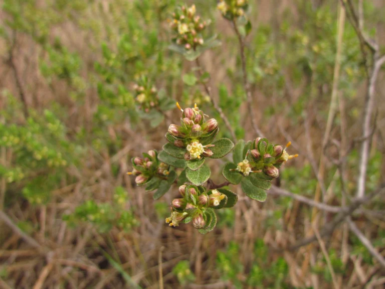 Baccharis lymanii (10)