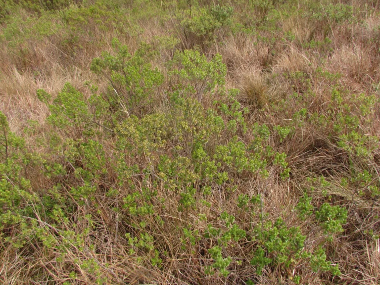Baccharis lymanii (8)
