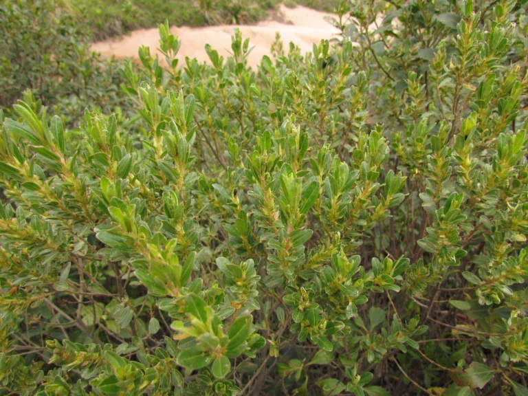 Baccharis lymanii (6)