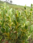 Baccharis lymanii (5)