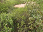 Baccharis lymanii (2)