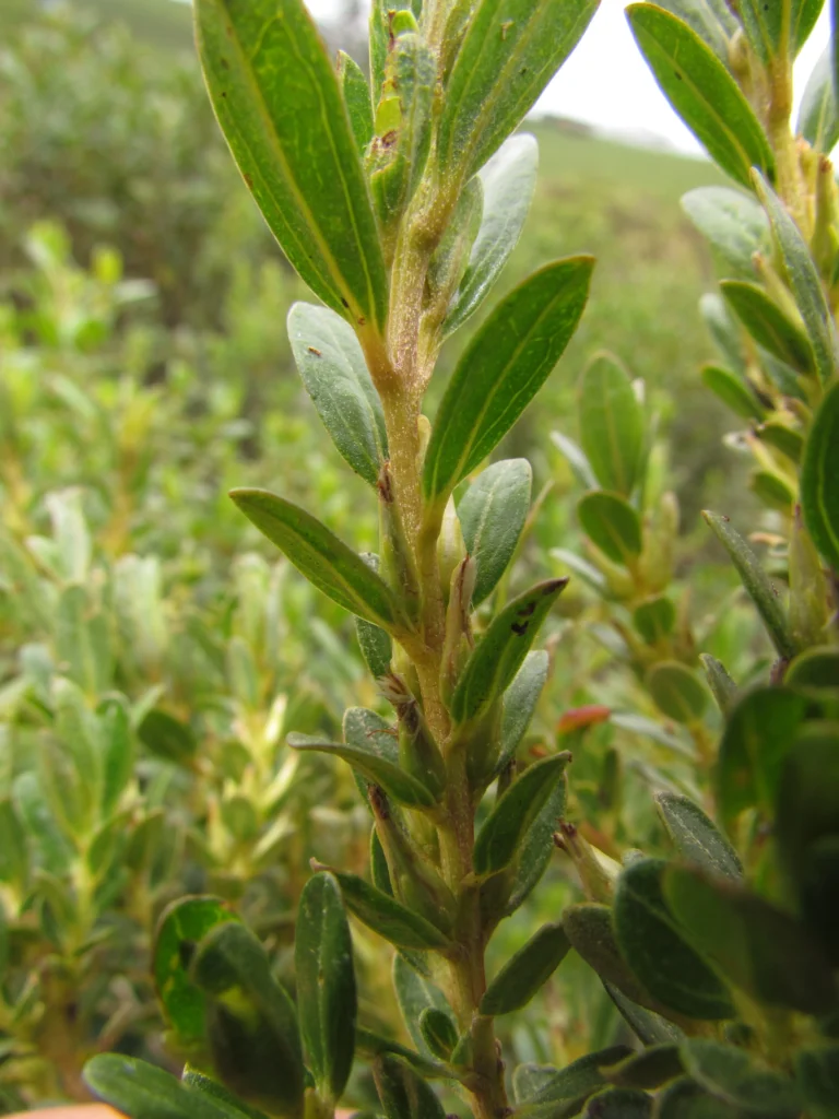 Baccharis lymanii (3)