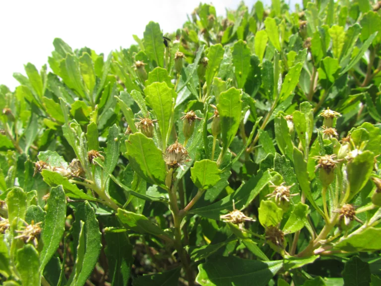 Baccharis longiattenuata (15)