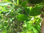 Baccharis longiattenuata (12)