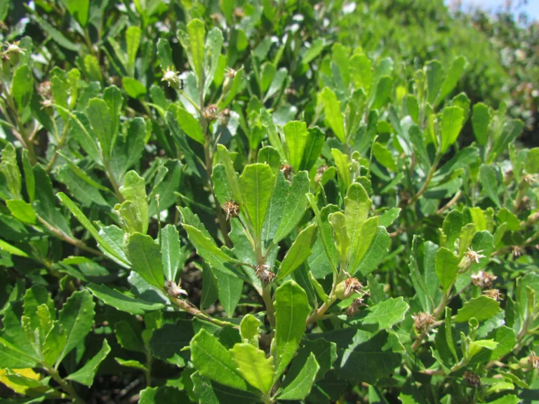 Baccharis longiattenuata (13)