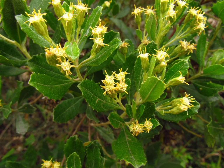 Baccharis longiattenuata (6)