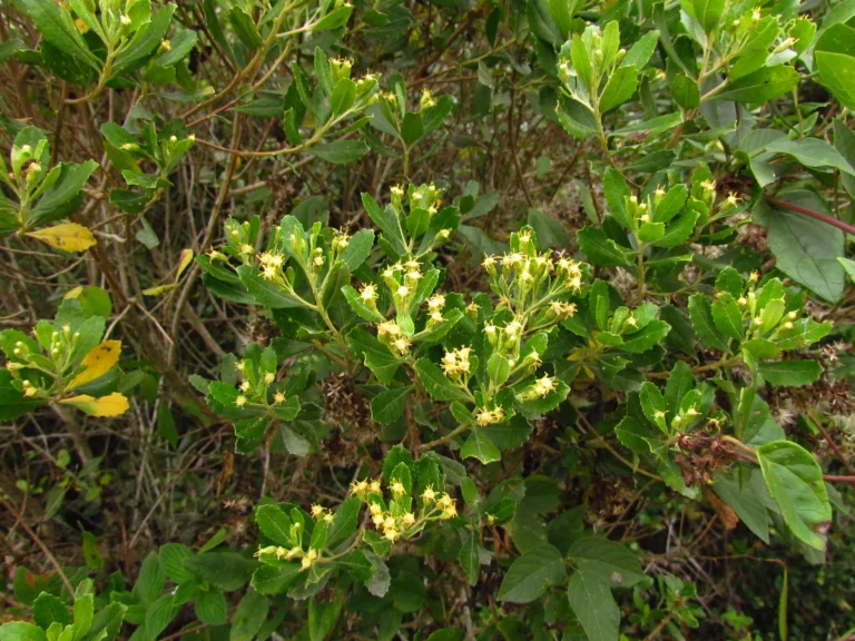 Baccharis longiattenuata (5)